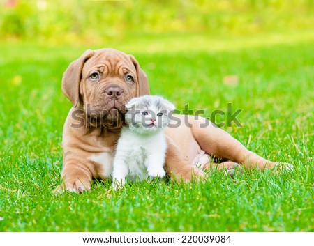 Bordeaux puppy dog with newborn kitten on green grass