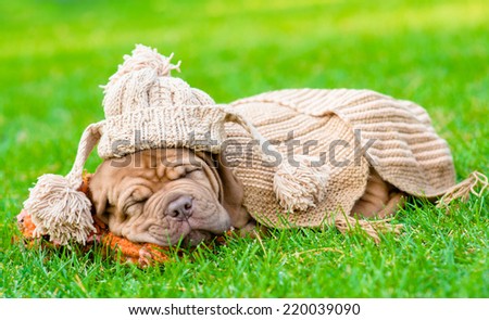 puppy with funny hat sleeping on the grass