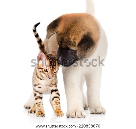 Akita inu puppy dog sniffs bengal kitten. isolated on white background
