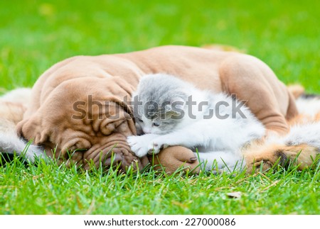 Bordeaux puppy dog sleep with newborn kitten on green grass
