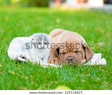 small kitten near sleeping Bordeaux puppy dog