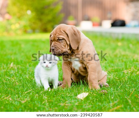 Bordeaux puppy dog sniffing newborn kitten on green grass