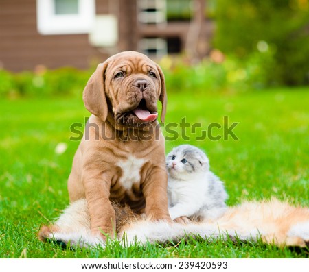 Portrait Bordeaux puppy dog and newborn kitten sitting together on green grass
