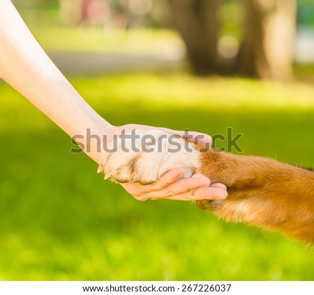 Friendship between human and dog - shaking hand and animal paw