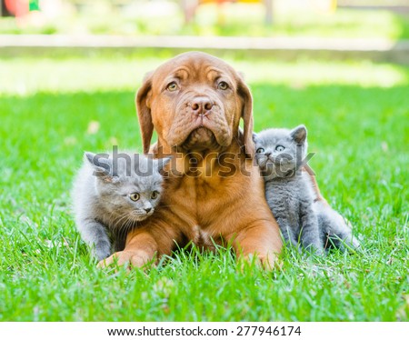 Two small kittens sitting on green grass with Bordeaux puppy dog