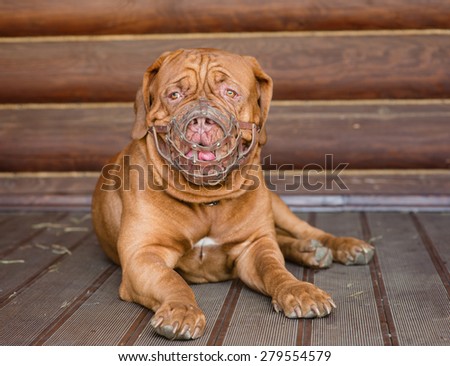Bordeaux mastiff dog wearing a muzzle