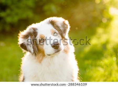 australian shepherd puppy tilts head