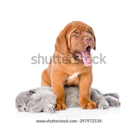 Bordeaux puppy dog embracing gray cat. isolated on white background