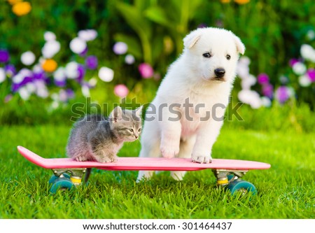 White Swiss Shepherd`s puppy and tabby kitten on skate