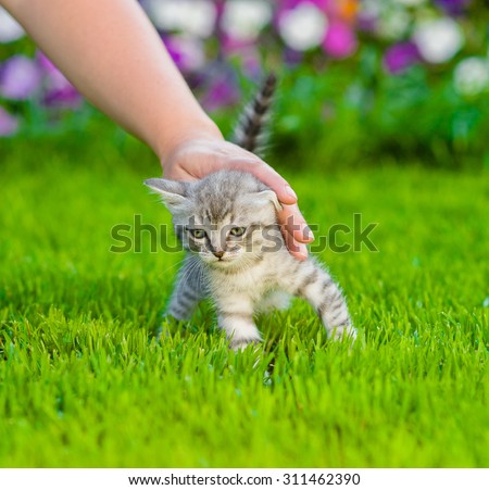 female hand patting kitten on green grass