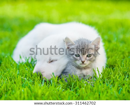 White Swiss Shepherd`s puppy hugging kitten on green grass