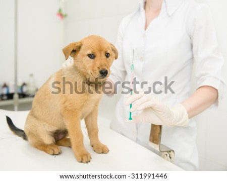 vet with syringe doing vaccination dog