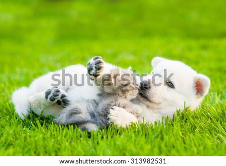 White Swiss Shepherd`s puppy playing with tiny kitten on green grass