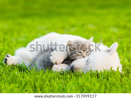 sleeping  White Swiss Shepherd`s puppy hugging small kitten on green grass