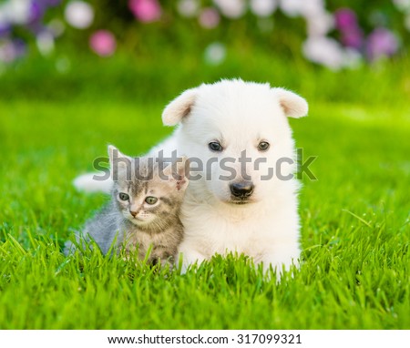 White Swiss Shepherd`s puppy and kitten lying together on green grass,