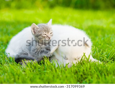 Small kitten sleep with White Swiss Shepherd`s puppy on green grass
