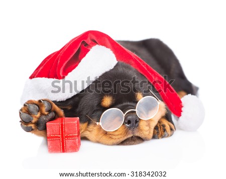 Rottweiler puppy with glasses, red santa hat and gift box. isolated on white background