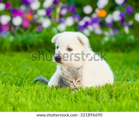 White Swiss Shepherd`s puppy hugging kitten on green grass.