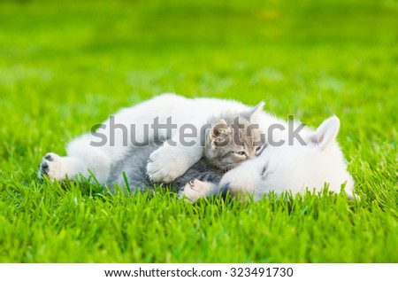 Sleeping White Swiss Shepherd`s puppy hugging small kitten on green grass