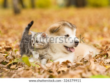 Scottish cat and alaskan malamute puppy dog together in autumn park