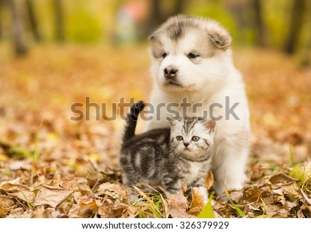 Scottish cat and alaskan malamute puppy dog together in autumn park