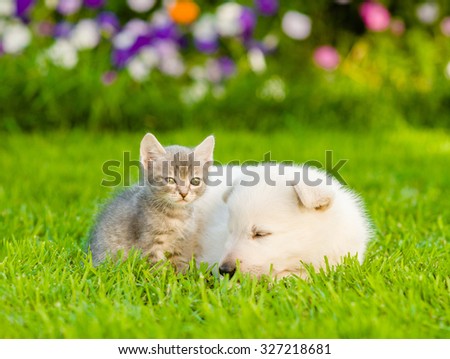 White Swiss Shepherd`s puppy and small kitten sleeping together on green grass
