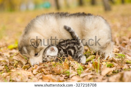 Alaskan malamute puppy playing with tabby kitten on the autumn foliage in the park
