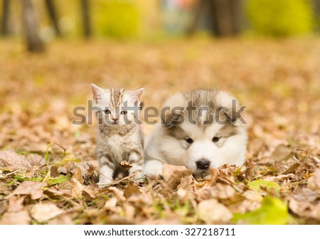 Alaskan malamute puppy and scottish kitten lying together in autumn park