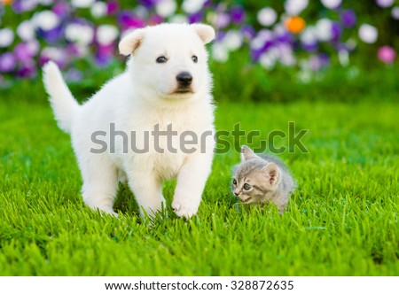 White Swiss Shepherd`s puppy and kitten on green grass.