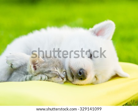 White Swiss Shepherd`s puppy sleeping with kitten on pillow