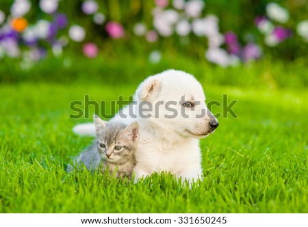 White Swiss Shepherd`s puppy and kitten lying together on green grass