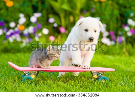 White Swiss Shepherd`s puppy and tabby kitten on skateboard