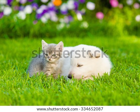 White Swiss Shepherd`s puppy and small kitten sleeping together on green grass