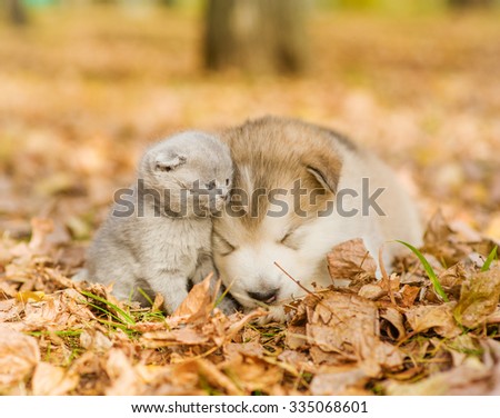 Alaskan malamute puppy sleep with kitten on the autumn foliage in the park