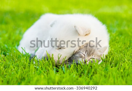Sleeping White Swiss Shepherd`s puppy hugging kitten on green grass
