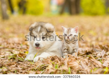 Alaskan malamute puppy and scottish kitten lying together in autumn park