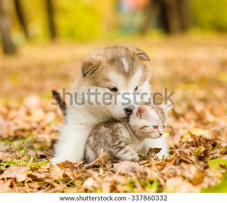 Alaskan malamute puppy hugging cute tabby  kitten in autumn park