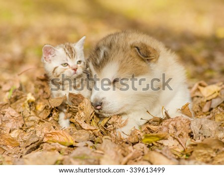 Alaskan malamute puppy sleep with tabby kitten on the autumn foliage in the park