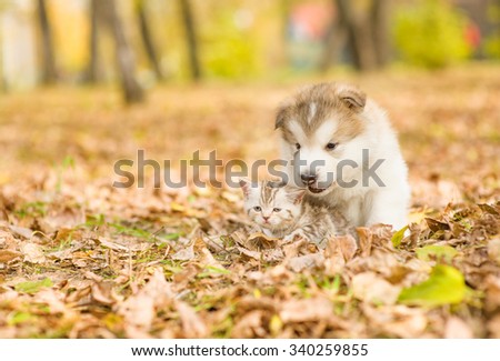 puppy and kitten sitting together on a fall foliage