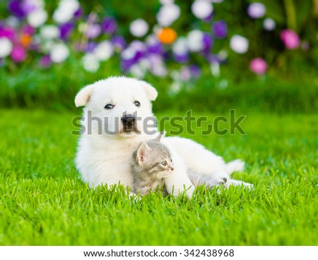 puppy hugging kitten on green grass