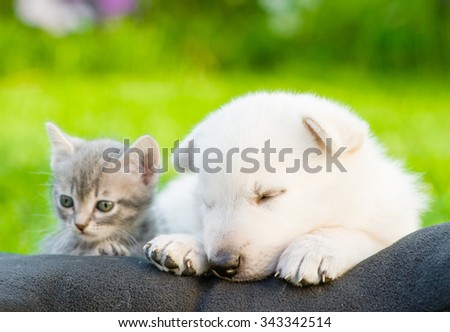 White Swiss Shepherd`s puppy and small kitten sleeping together on pillow