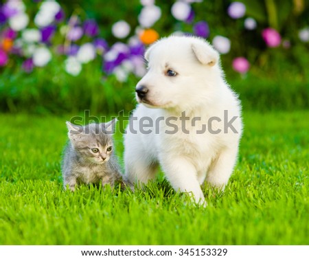 puppy and kitten on green grass. focused on cat