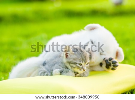 White Swiss Shepherd`s puppy and small kitten sleeping together on pillow