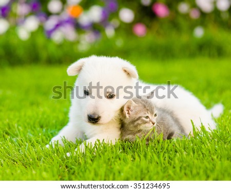 Tiny puppy and kitten lying on green grass.