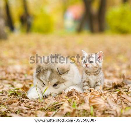Puppy and kitten lying together in autumn park