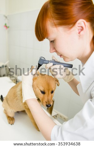 Vet examining a dog\'s ear with an otoscope
