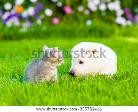 Kitten and puppy playing on the summer lawn