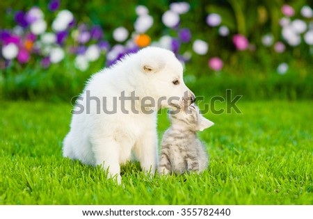 Kitten and puppy are kissing on the green lawn