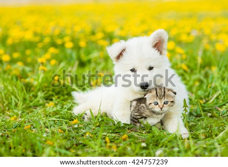 Cute puppy hugging a kitten on a dandelion field