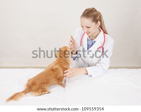 Veterinarian doctor with dog , white background